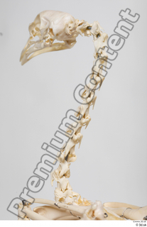 Chicken skeleton chicken skeleton 0091.jpg